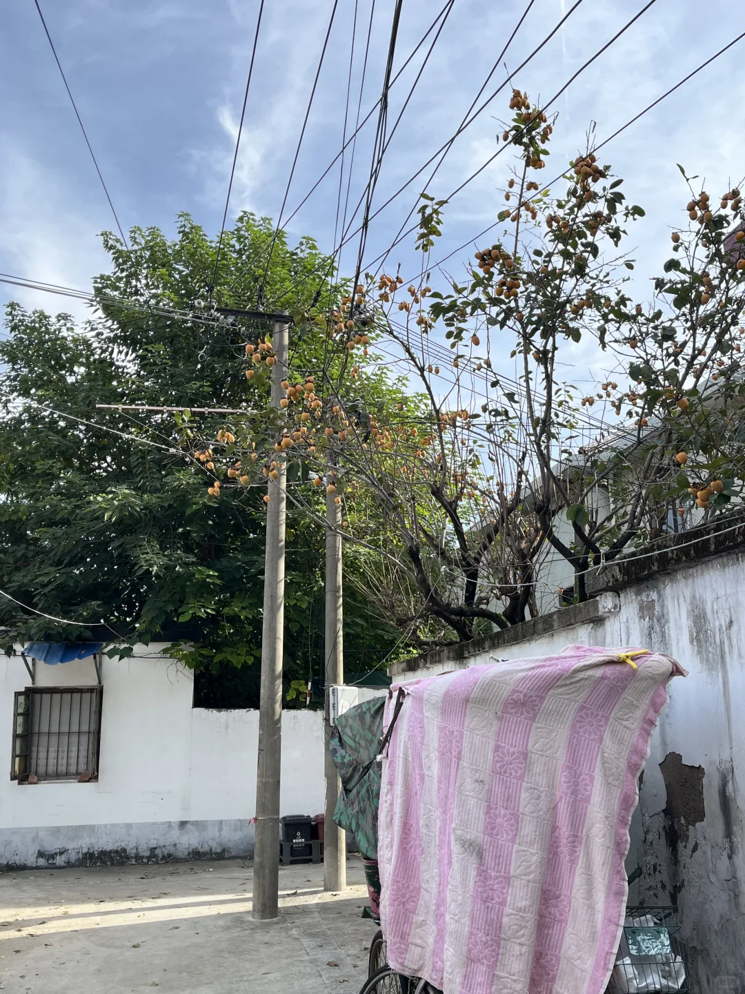 11月3日，在朱家角被桂花香腌入了味！