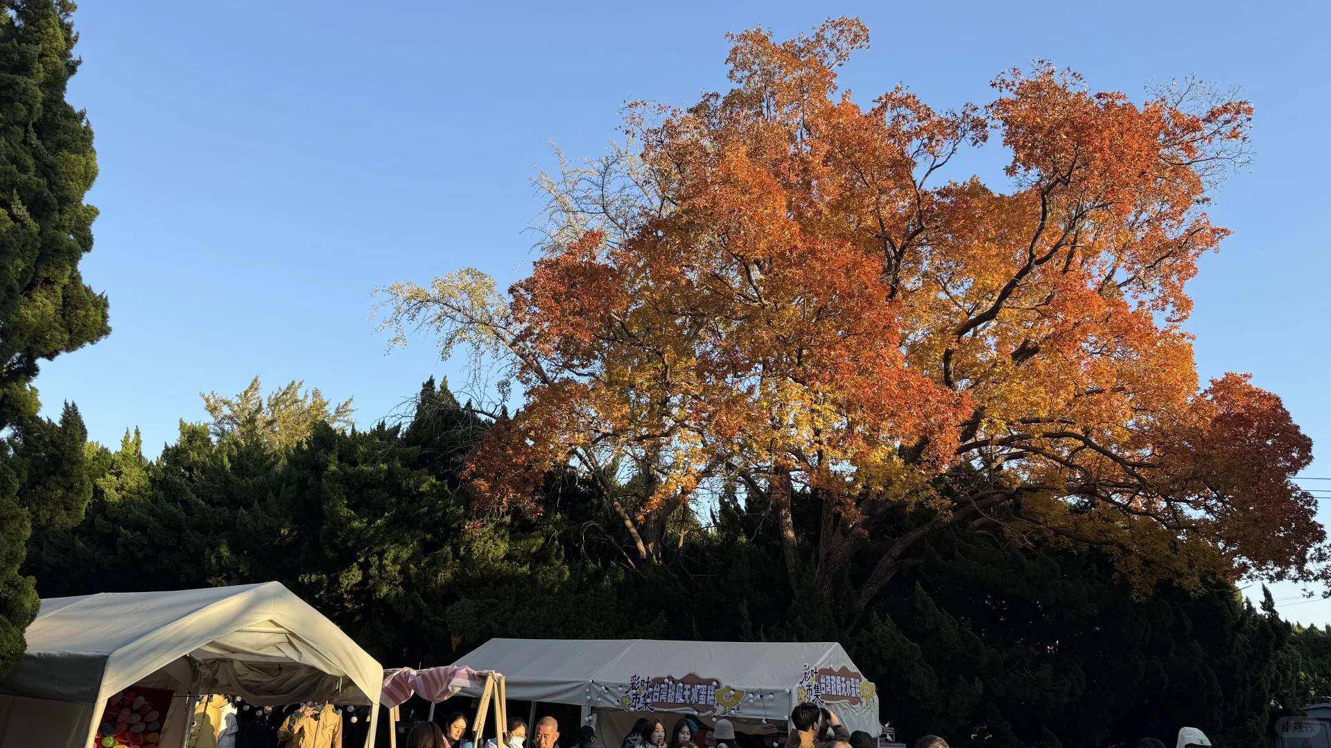 旅顺太阳沟拍银杏叶啦,11.2日实况