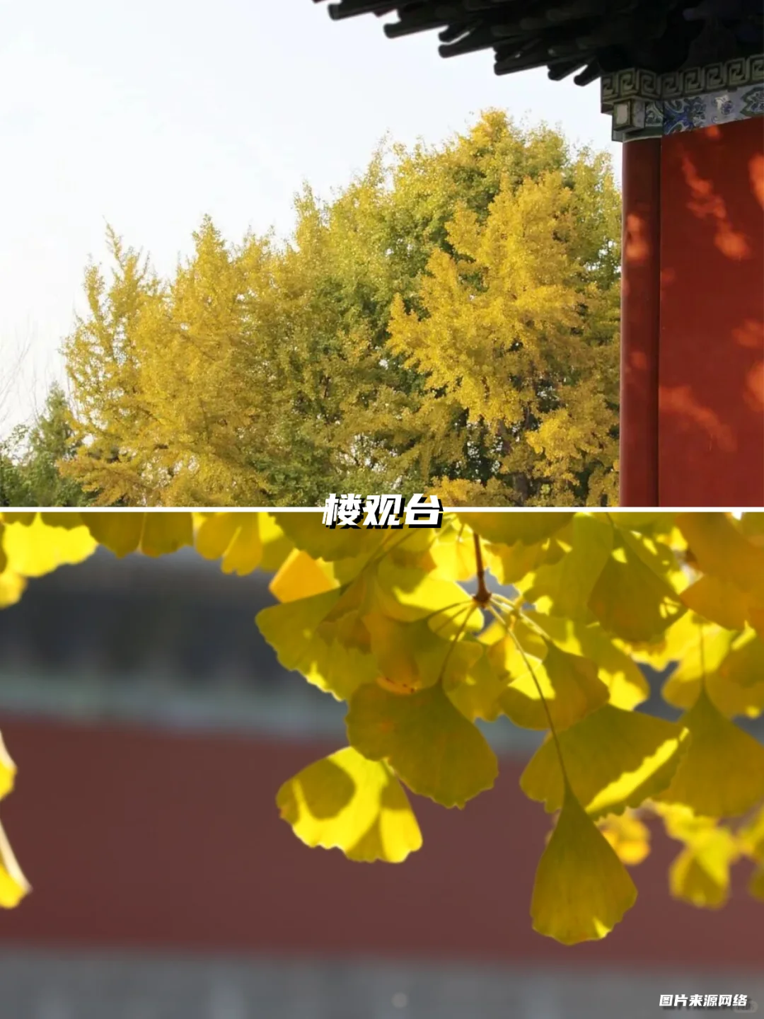 西安银杏天花板!这5️⃣个地方美到封神!