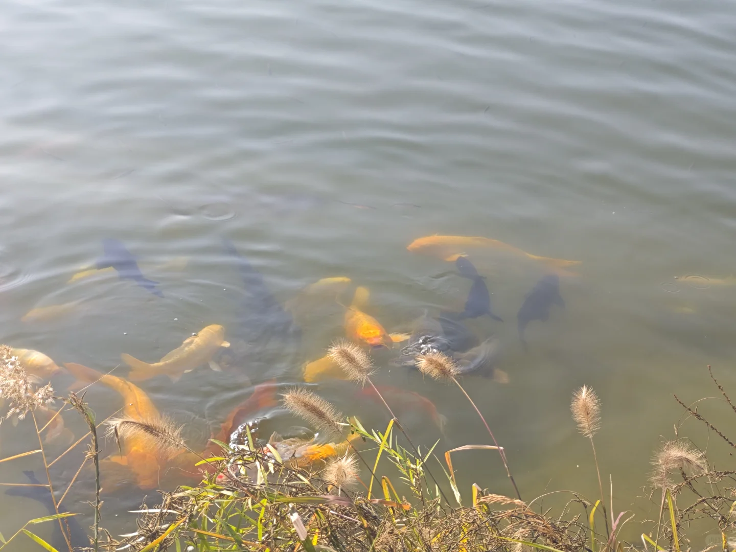 10.26易水湖实拍