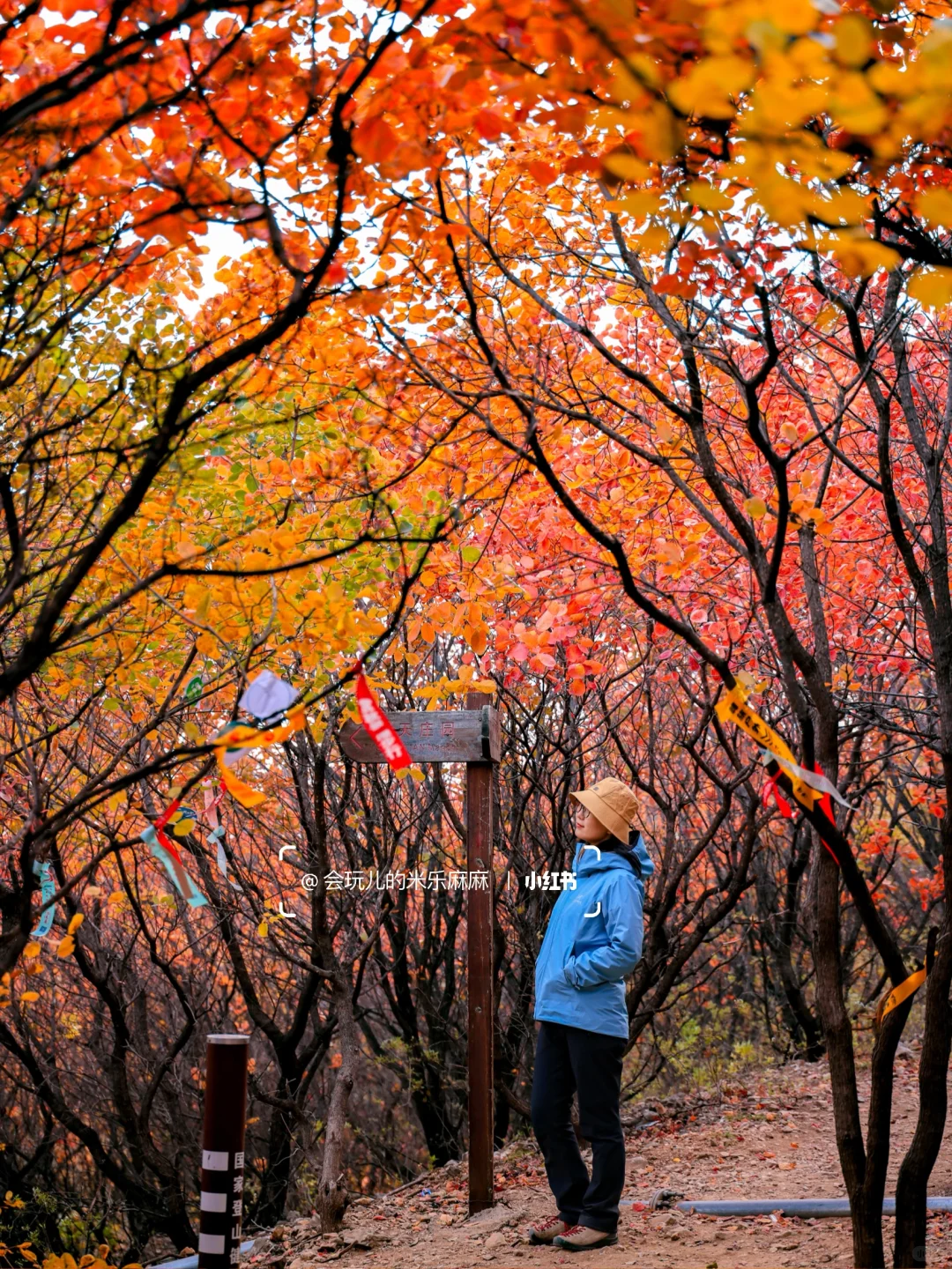 10.27北京五花山打翻调色盘!🎨老幼皆宜路线