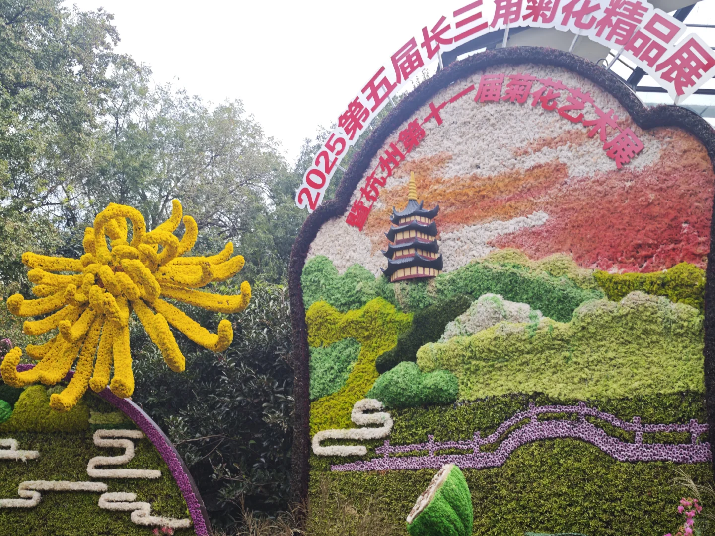 杭州植物园的菊花展，很美，再也不来了