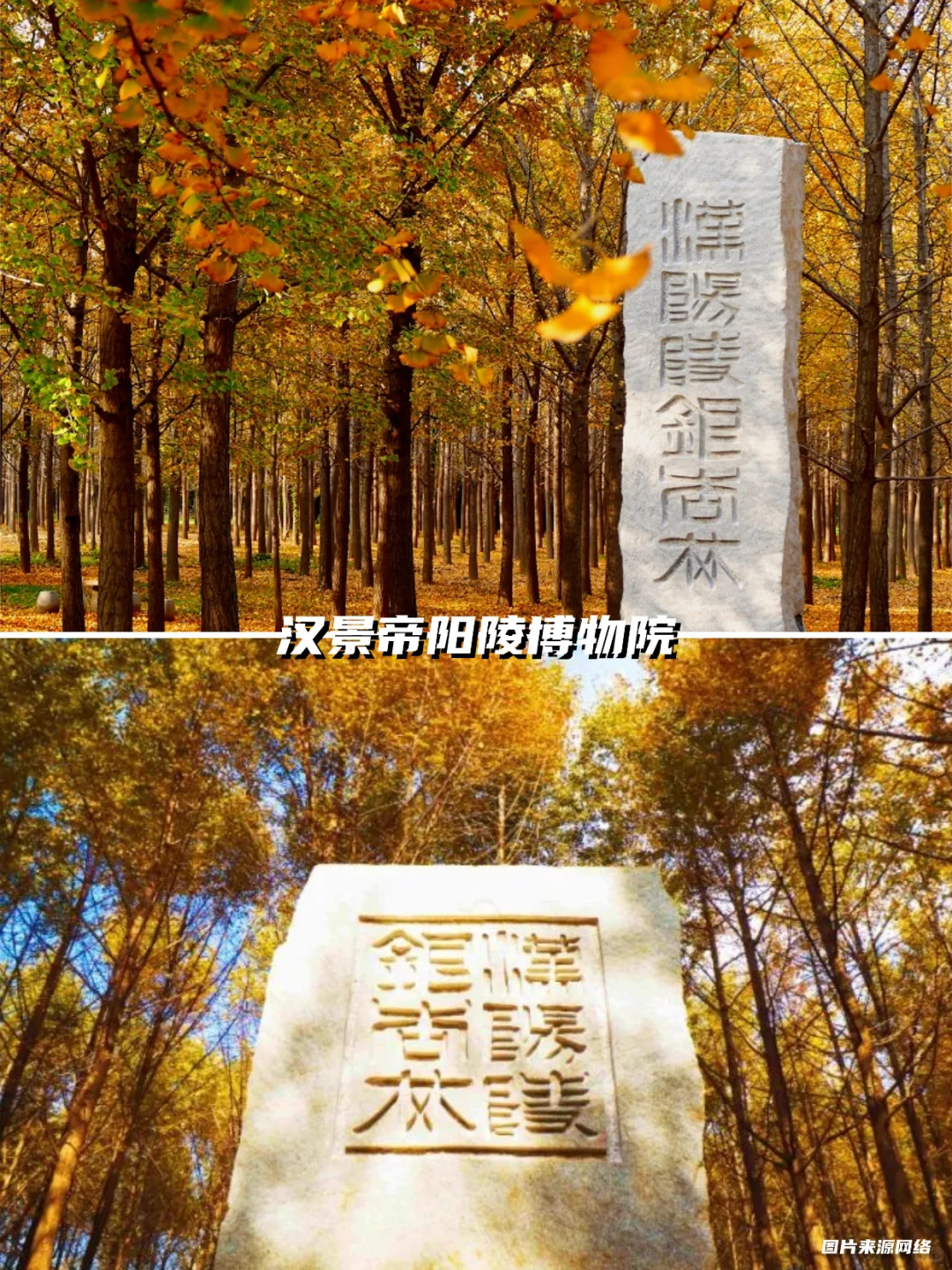 西安银杏天花板!这5️⃣个地方美到封神!