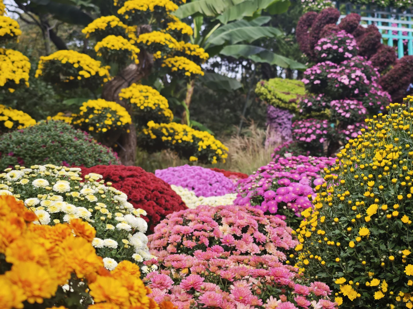 杭州植物园的菊花展，很美，再也不来了
