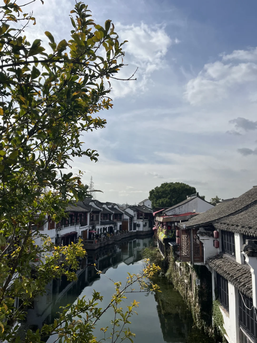 11月3日，在朱家角被桂花香腌入了味！