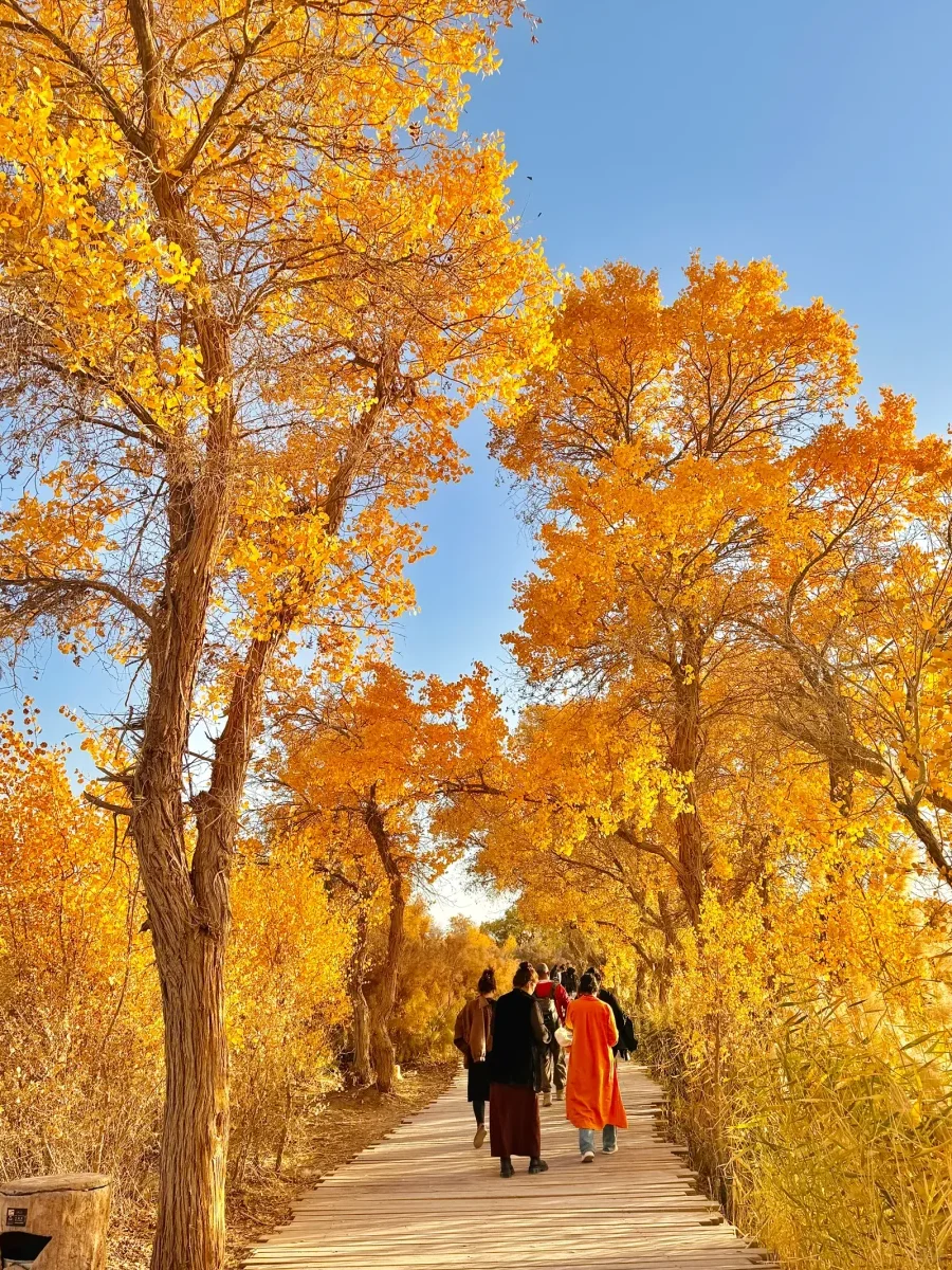 10月来南疆看胡杨林 做好攻略不踩坑🍁