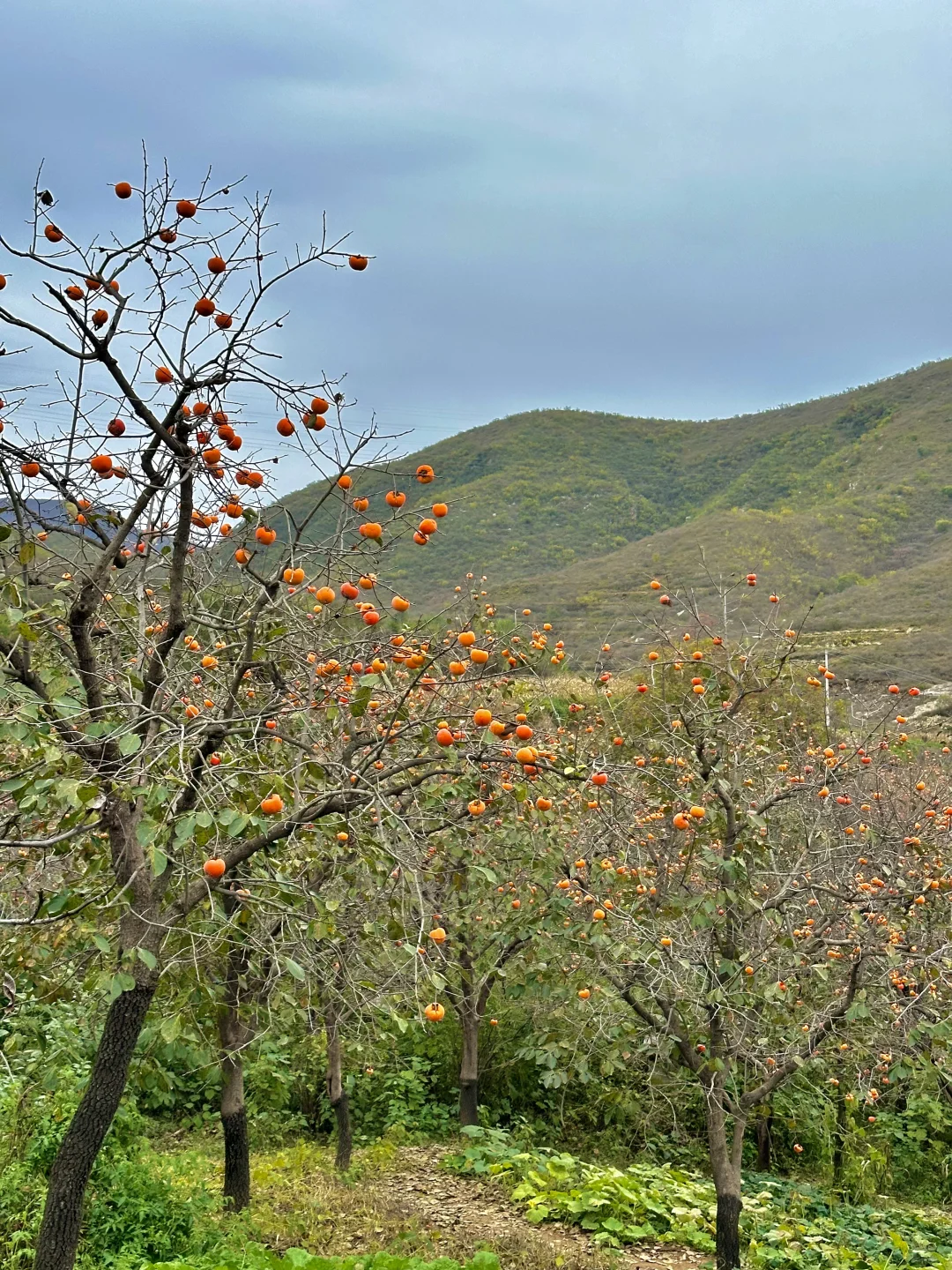 石家庄1️⃣日小众赏秋🍂路线，去山野⛰️看自然