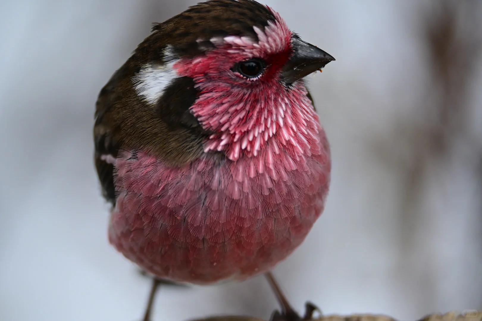 黄龙杜鹃林--也是打上鸟了