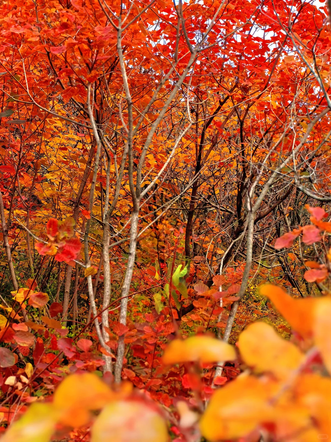 秋日佛照山赏红叶