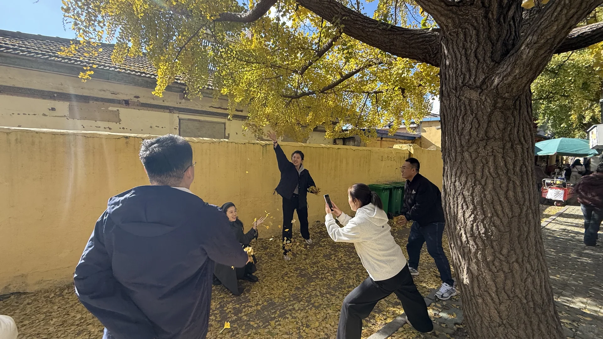 旅顺太阳沟拍银杏叶啦,11.2日实况