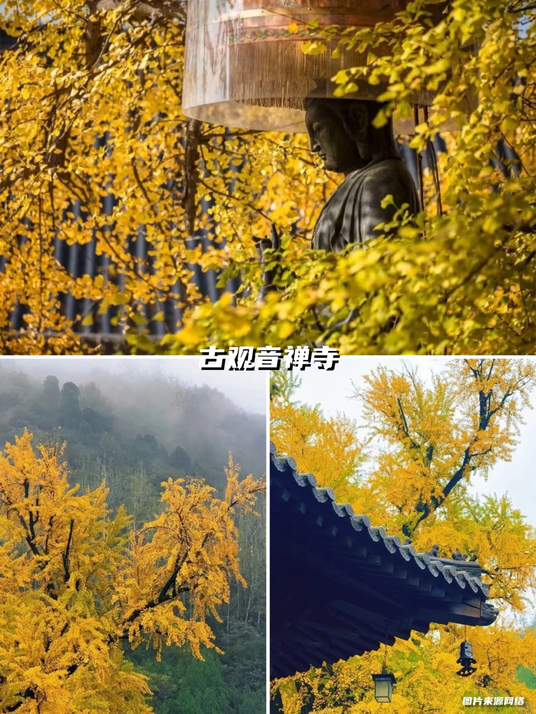 西安银杏天花板!这5️⃣个地方美到封神!