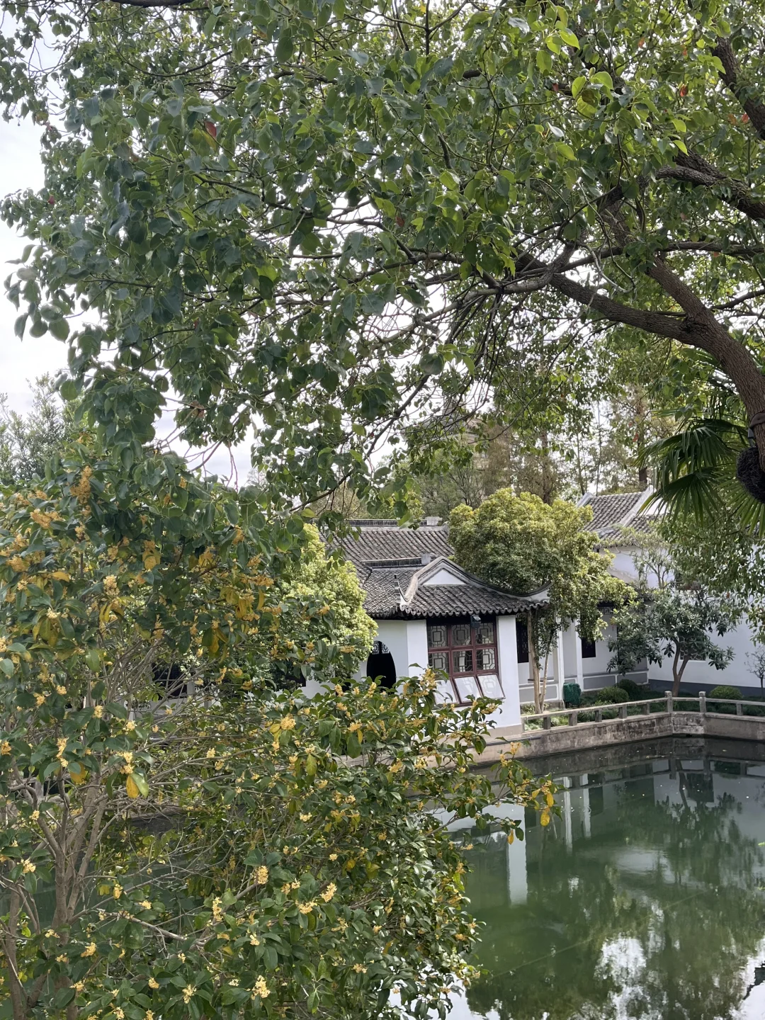 11月3日，在朱家角被桂花香腌入了味！