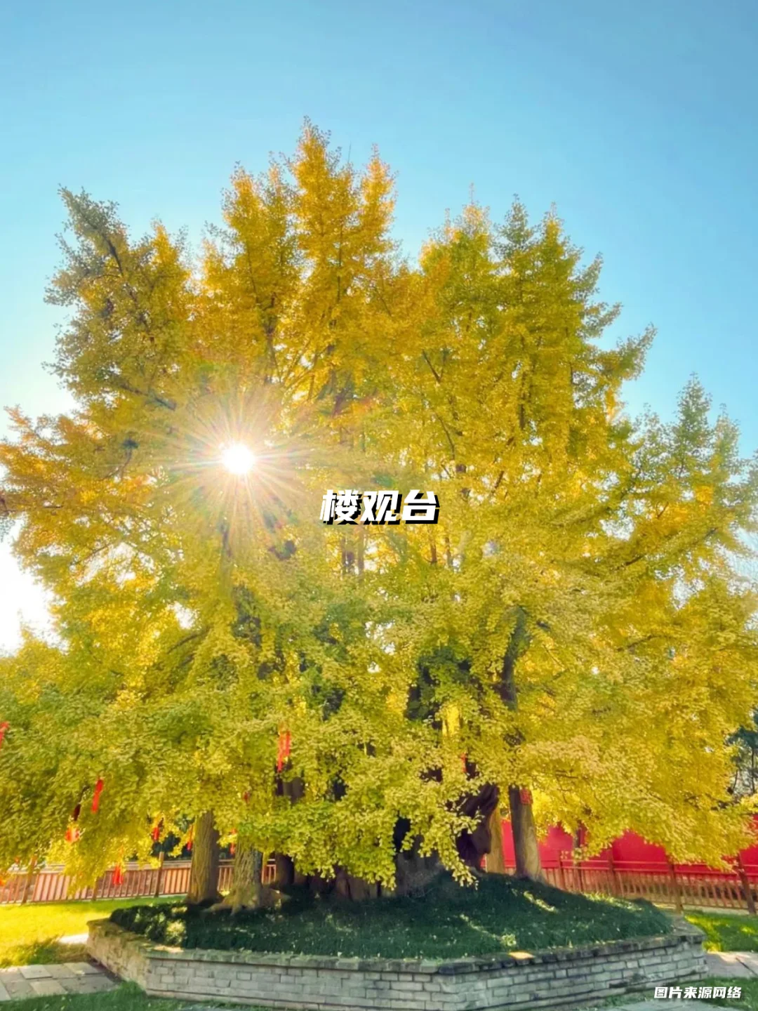 西安银杏天花板!这5️⃣个地方美到封神!