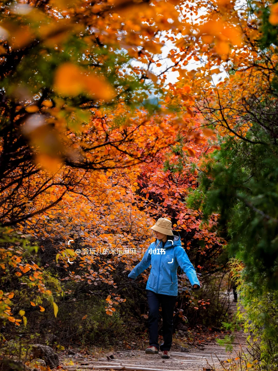 10.27北京五花山打翻调色盘!🎨老幼皆宜路线