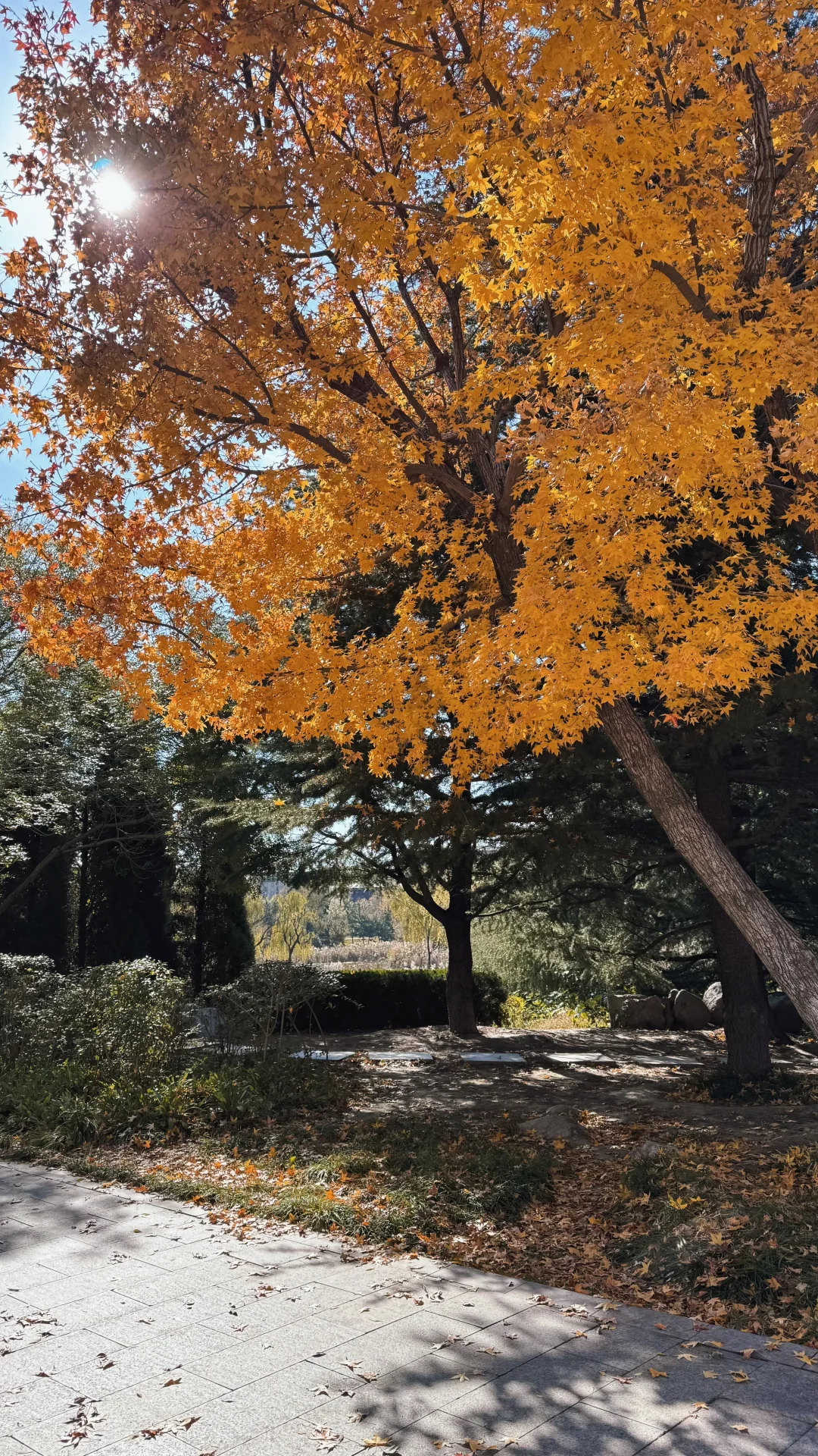 抓住枫叶🍁的尾巴|潍坊浞河公园
