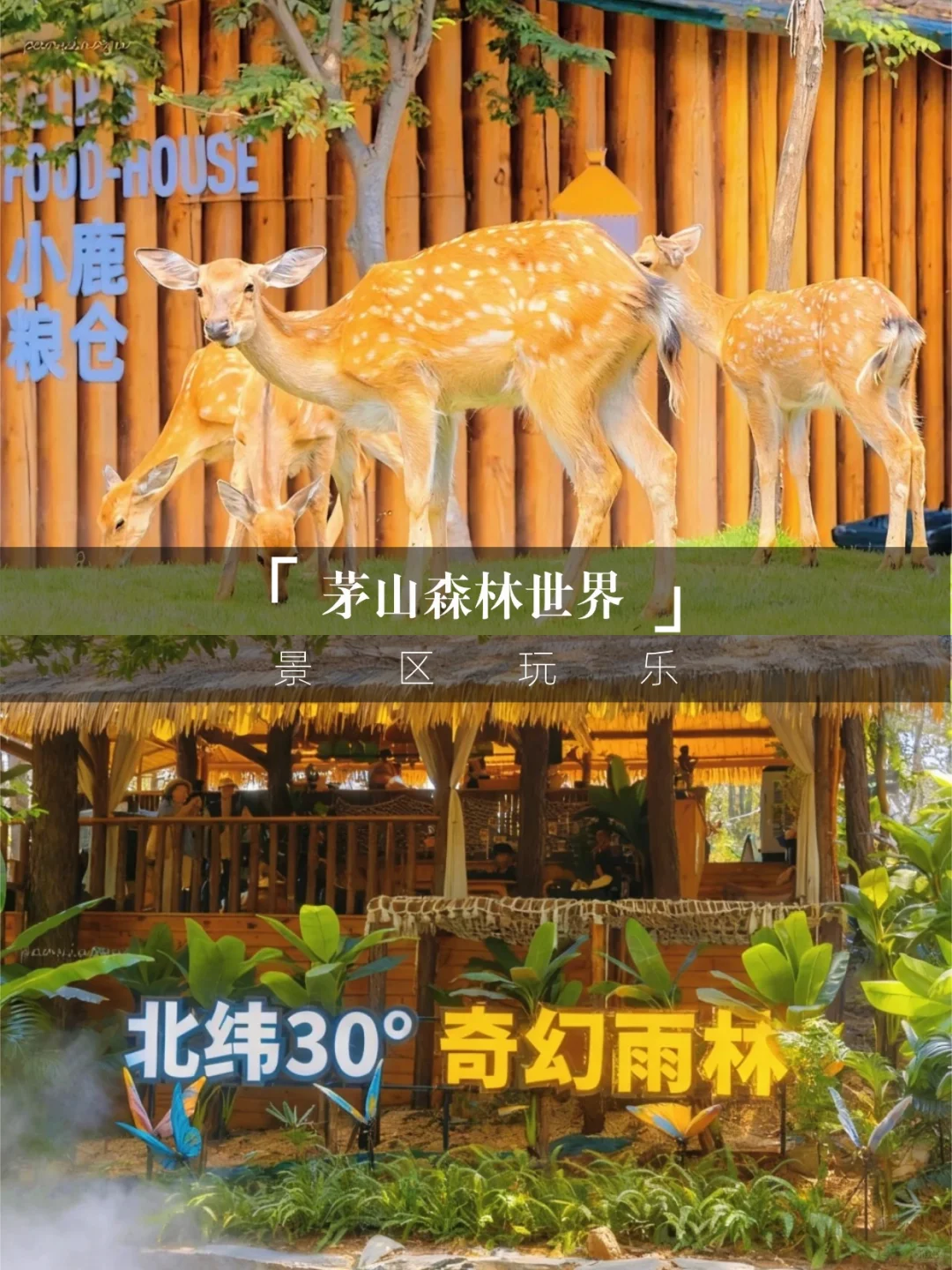 说一句江苏阿勒泰不过分吧🥳茅山森林世界