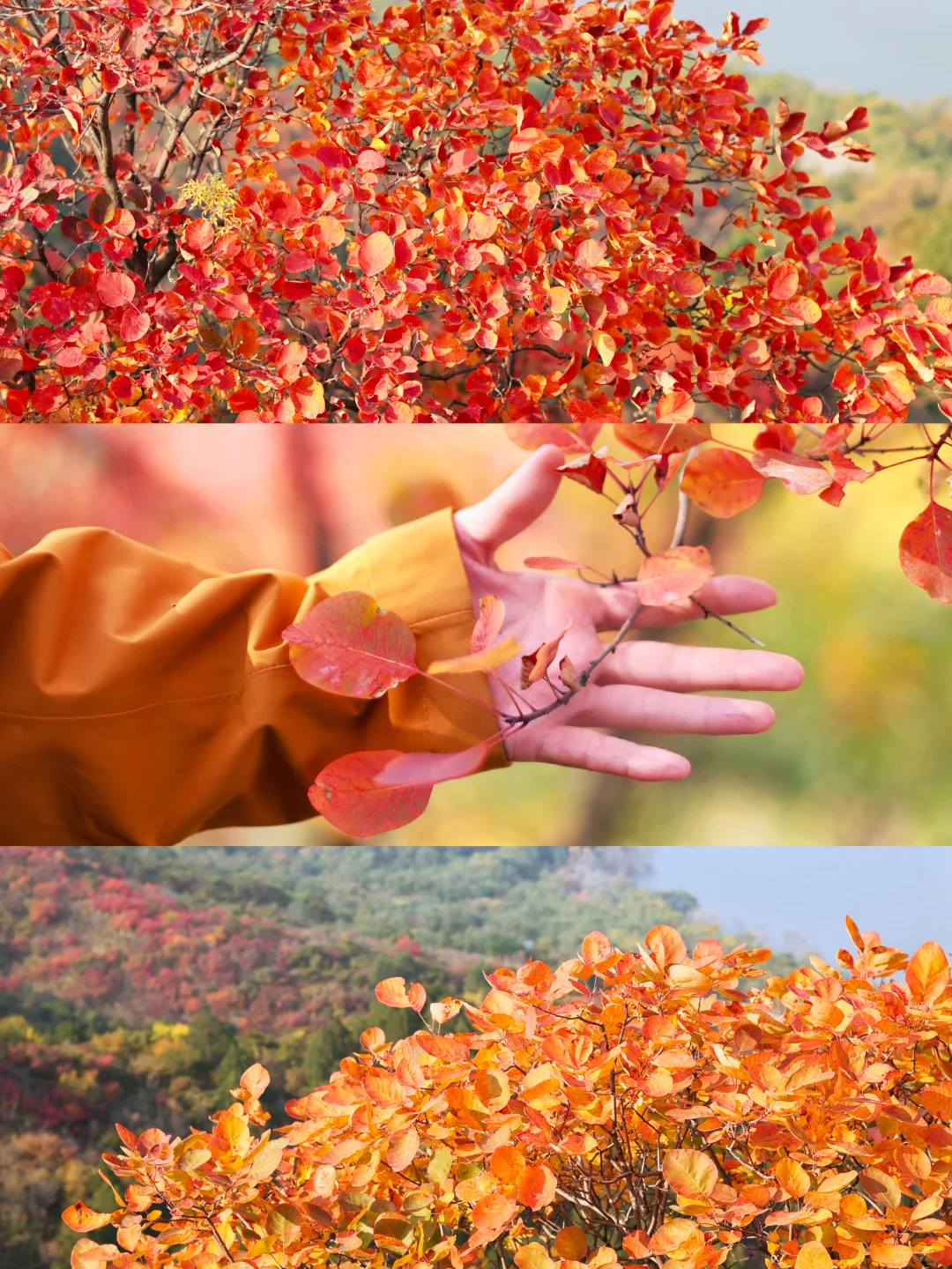 北京30分钟登顶‼️无痛赏红叶🍁公交直达