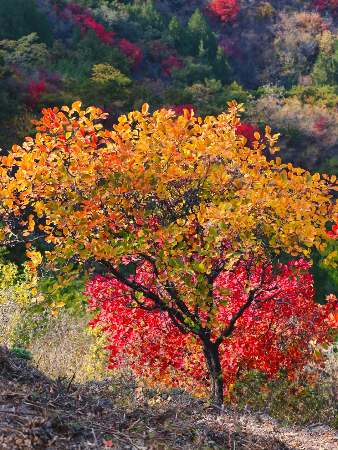 北京30分钟登顶‼️无痛赏红叶🍁公交直达