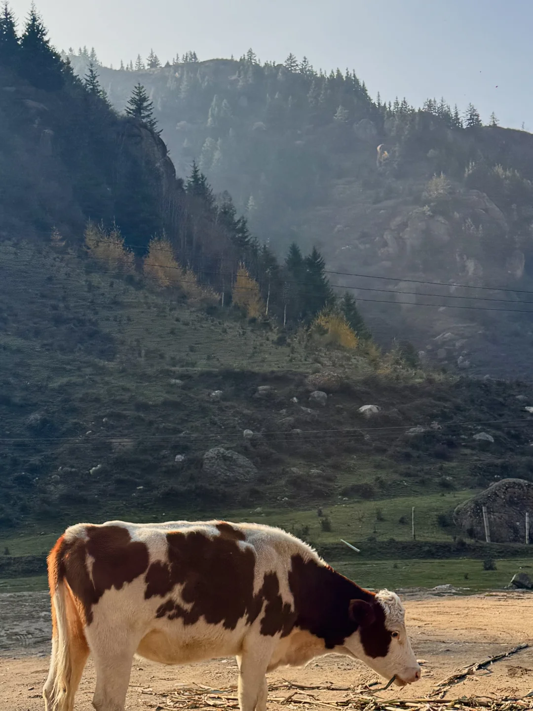 芦芽山🍁｜山西版阿勒泰秋天是最浪漫的季节