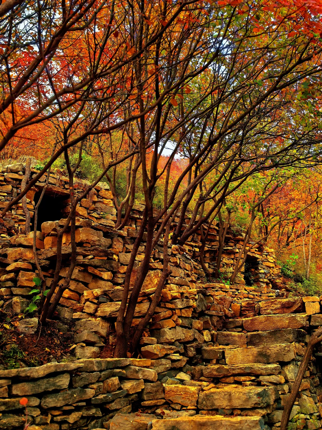 秋日佛照山赏红叶