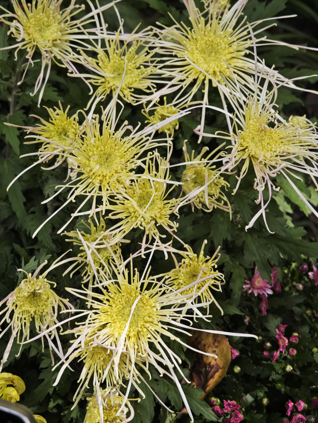 杭州植物园的菊花展，很美，再也不来了