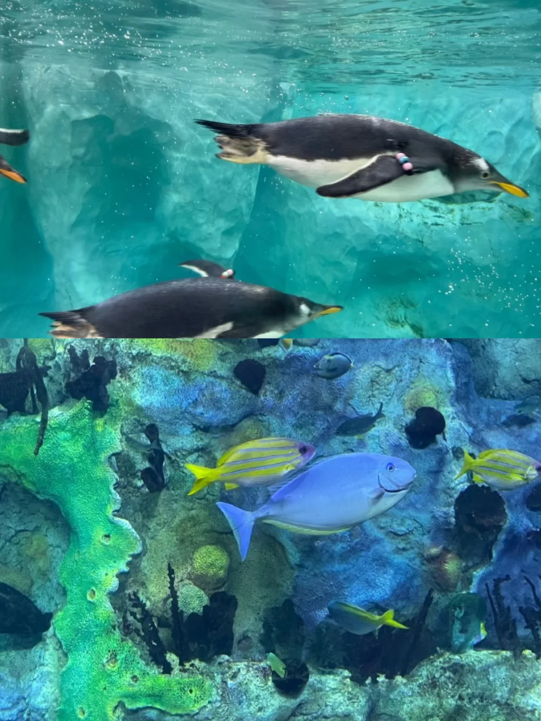 🔥2025蕞全珠海长隆双园攻略｜直接抄作业💯