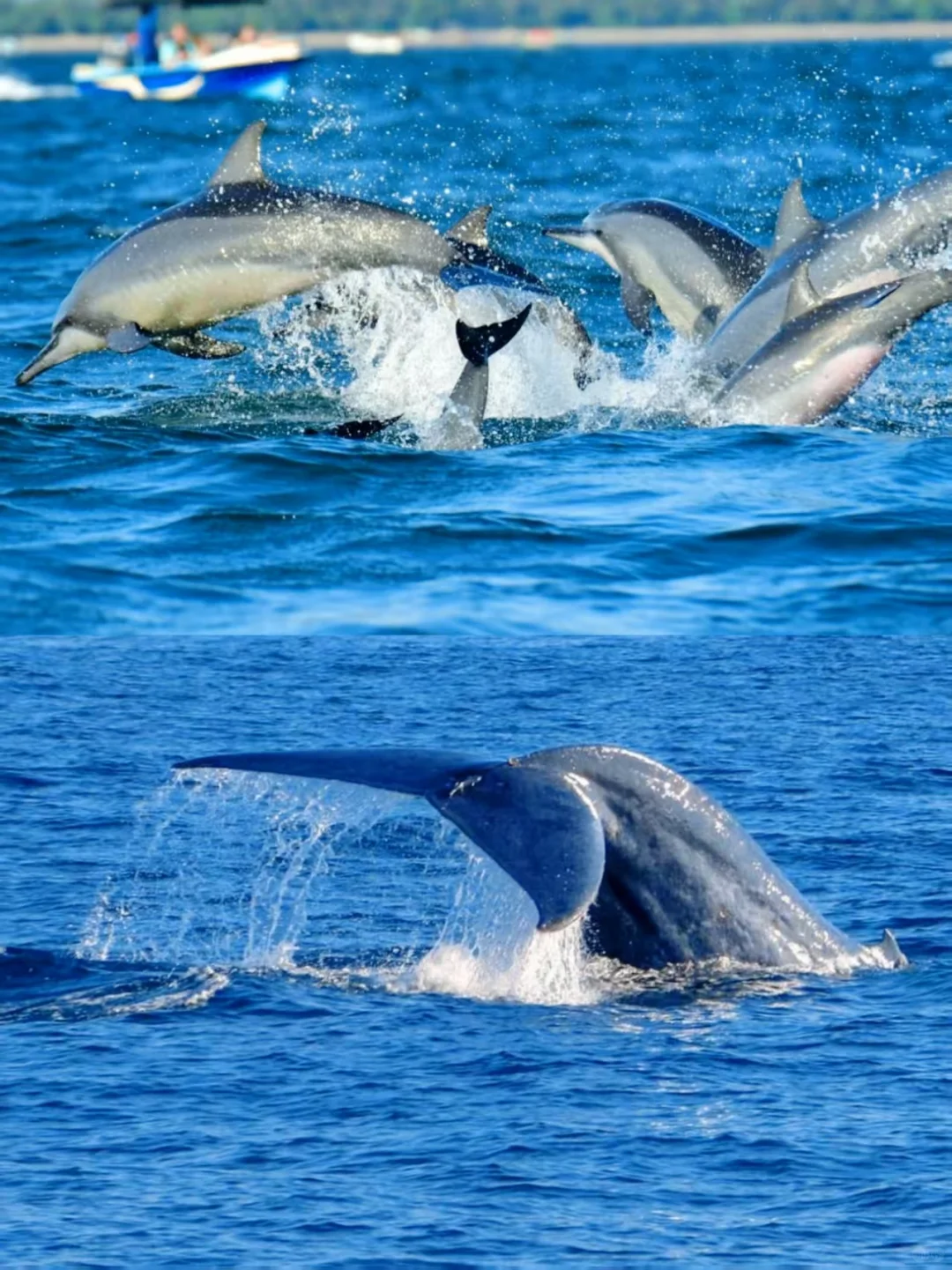 斯里兰卡躺玩攻略!五星酒店 + 必玩全打卡