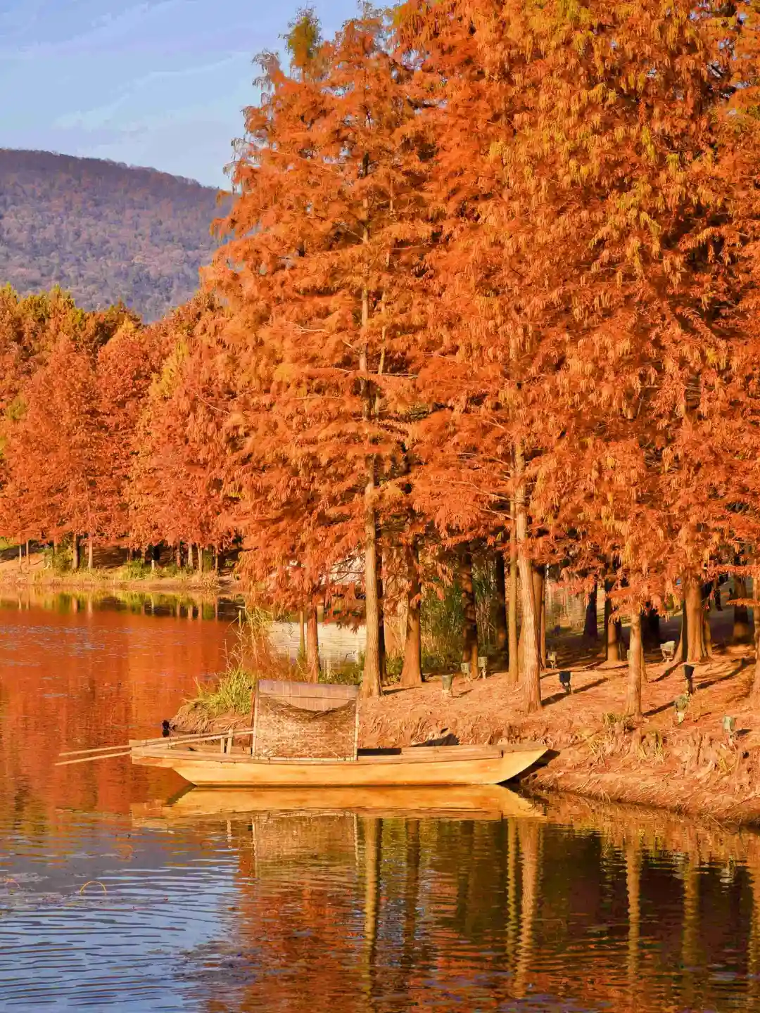 已经开始期待南京封神级别的秋天了🍂🍂