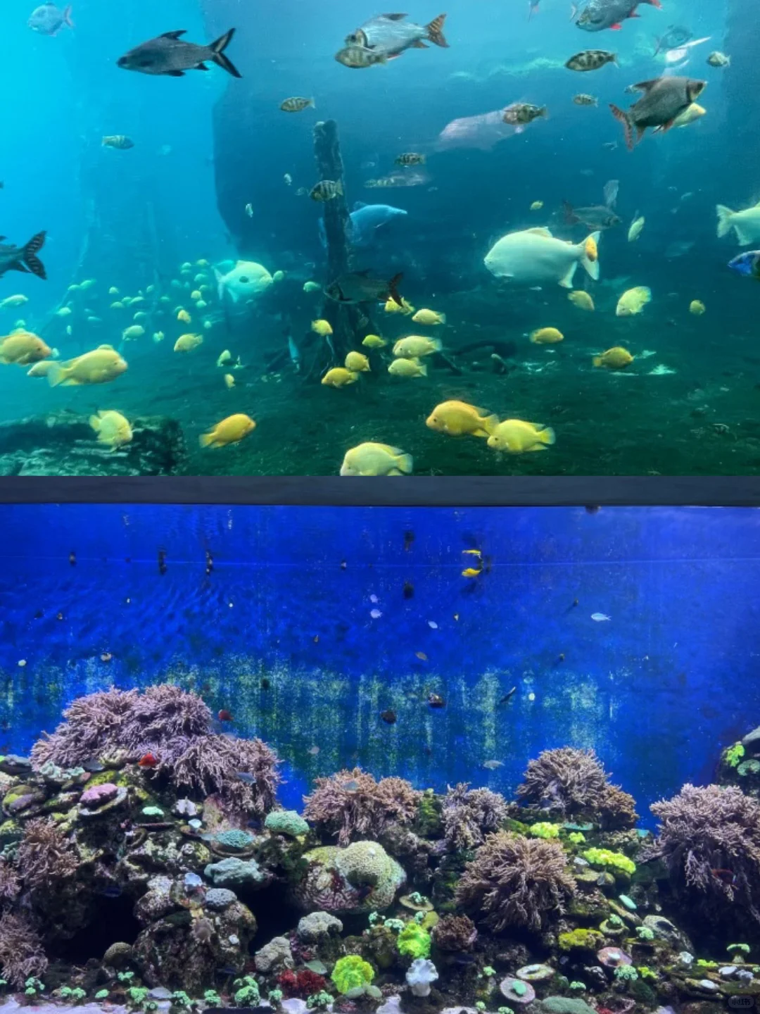 🔥2025蕞全珠海长隆双园攻略｜直接抄作业💯