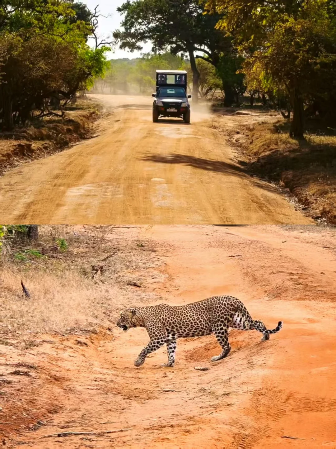 斯里兰卡躺玩攻略!五星酒店 + 必玩全打卡