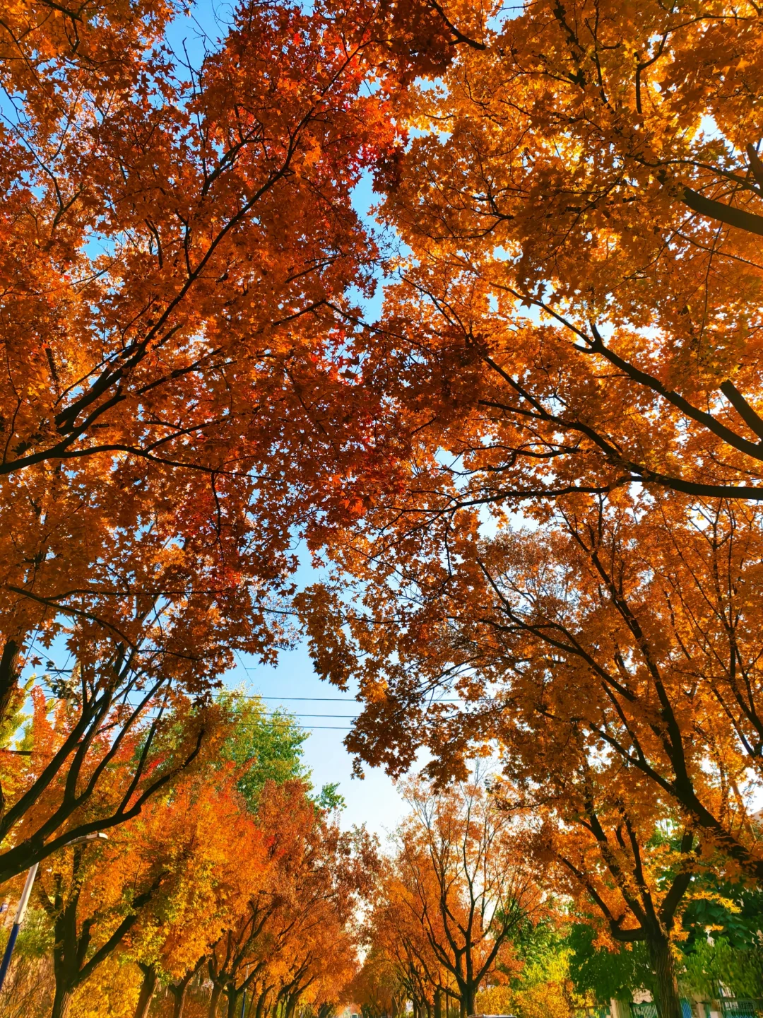 📍廊坊枫叶大道🍁11.4绝美live实况☀️