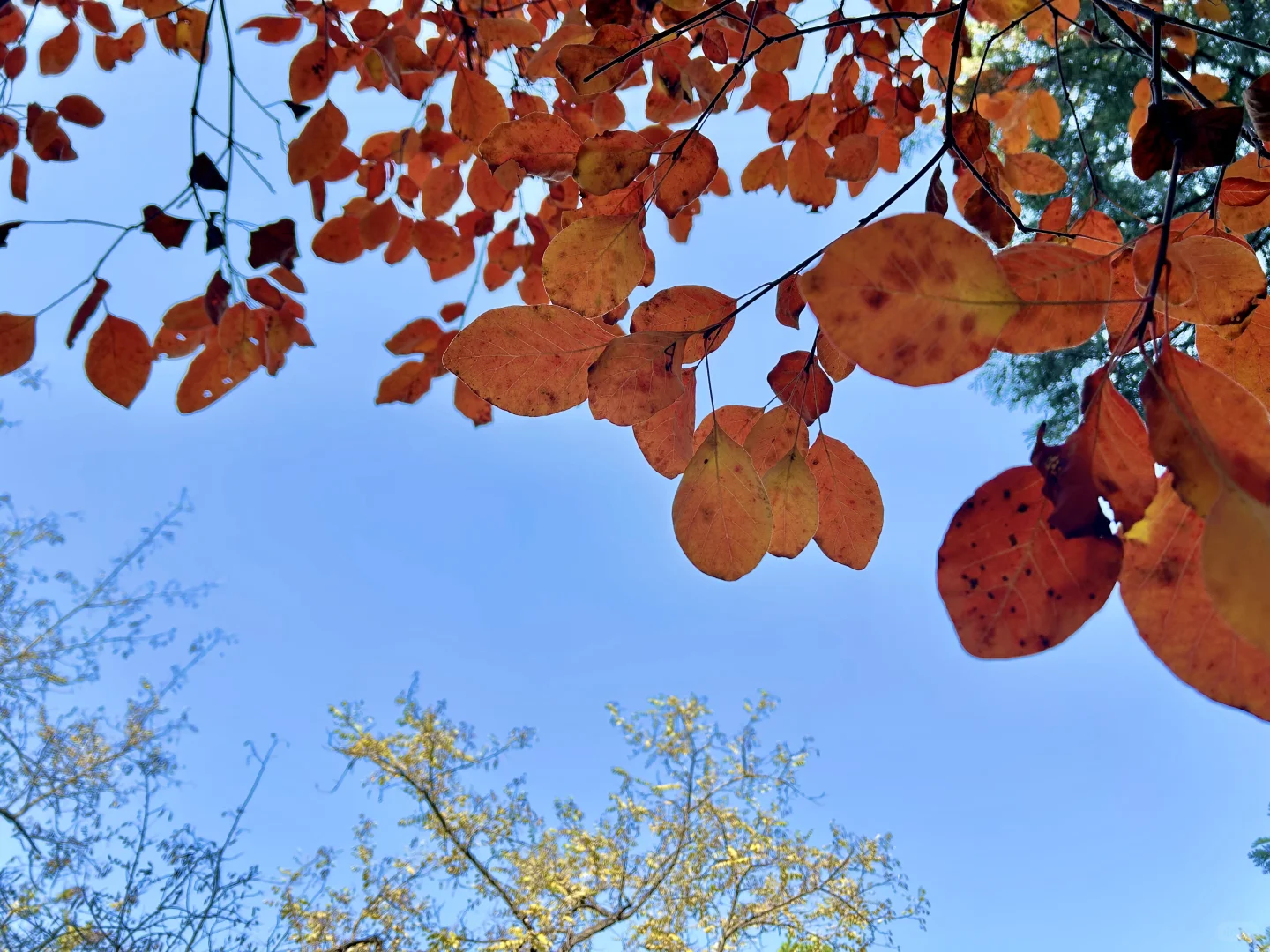 秋季再访免费元宝山～