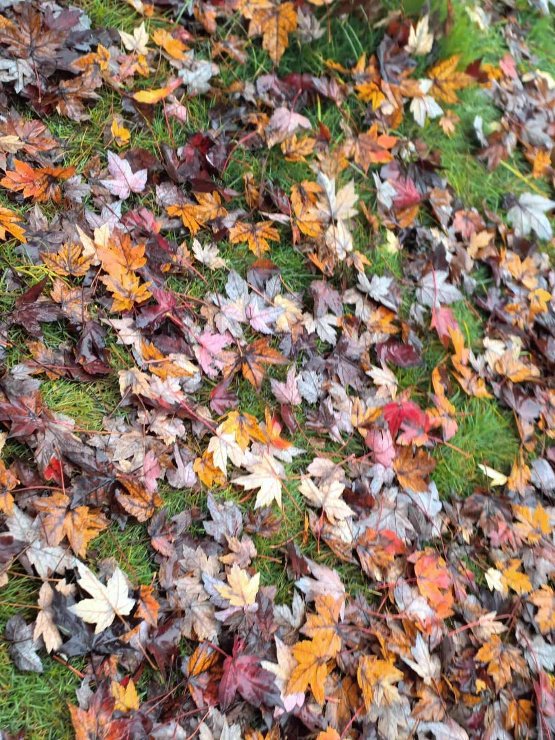 重庆的秋天在哪里|鹿山公园红枫来一波