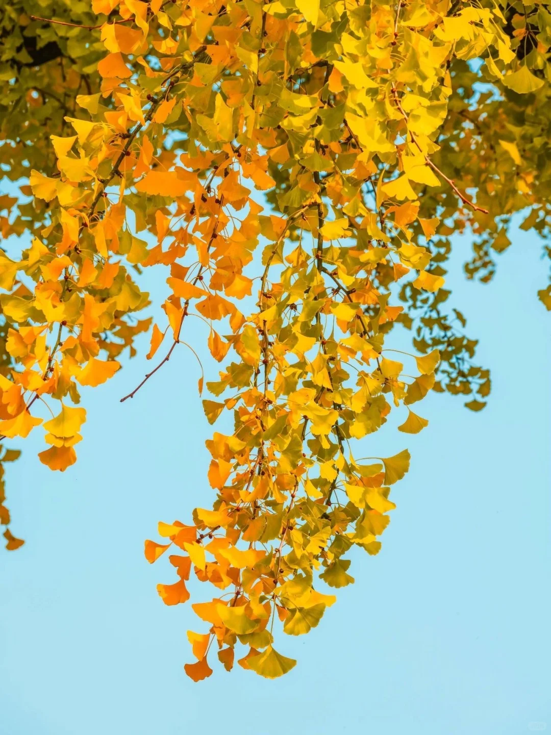 报！！银杏浓度已达100%🍂