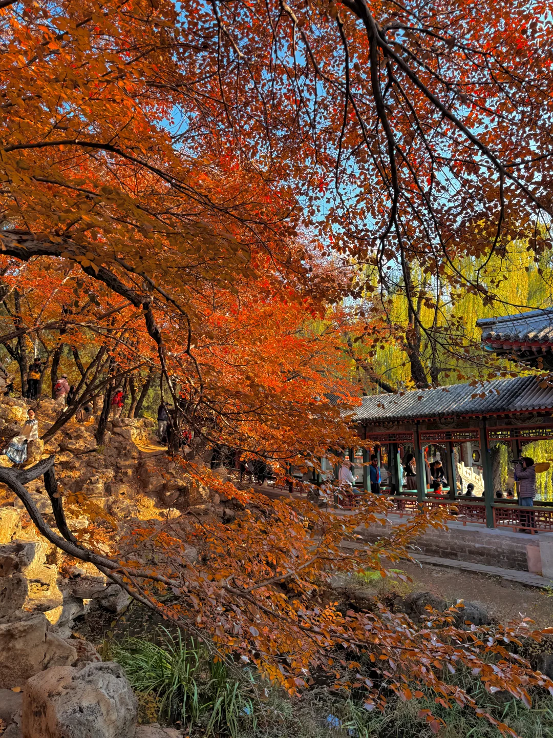 live图！！颐和园的秋天真是在画中游！！