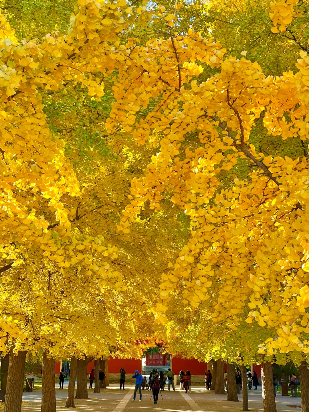 下周来北京一定要走这条赏秋路线