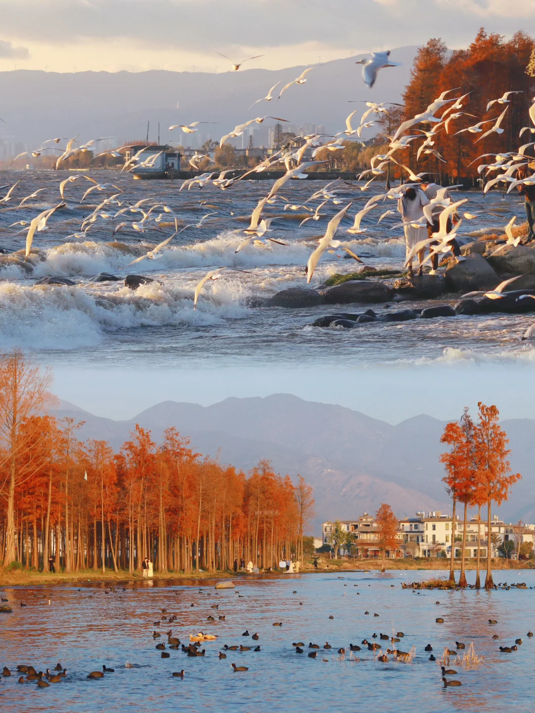 接下来的大理🍂才是冬日里的人间理想！