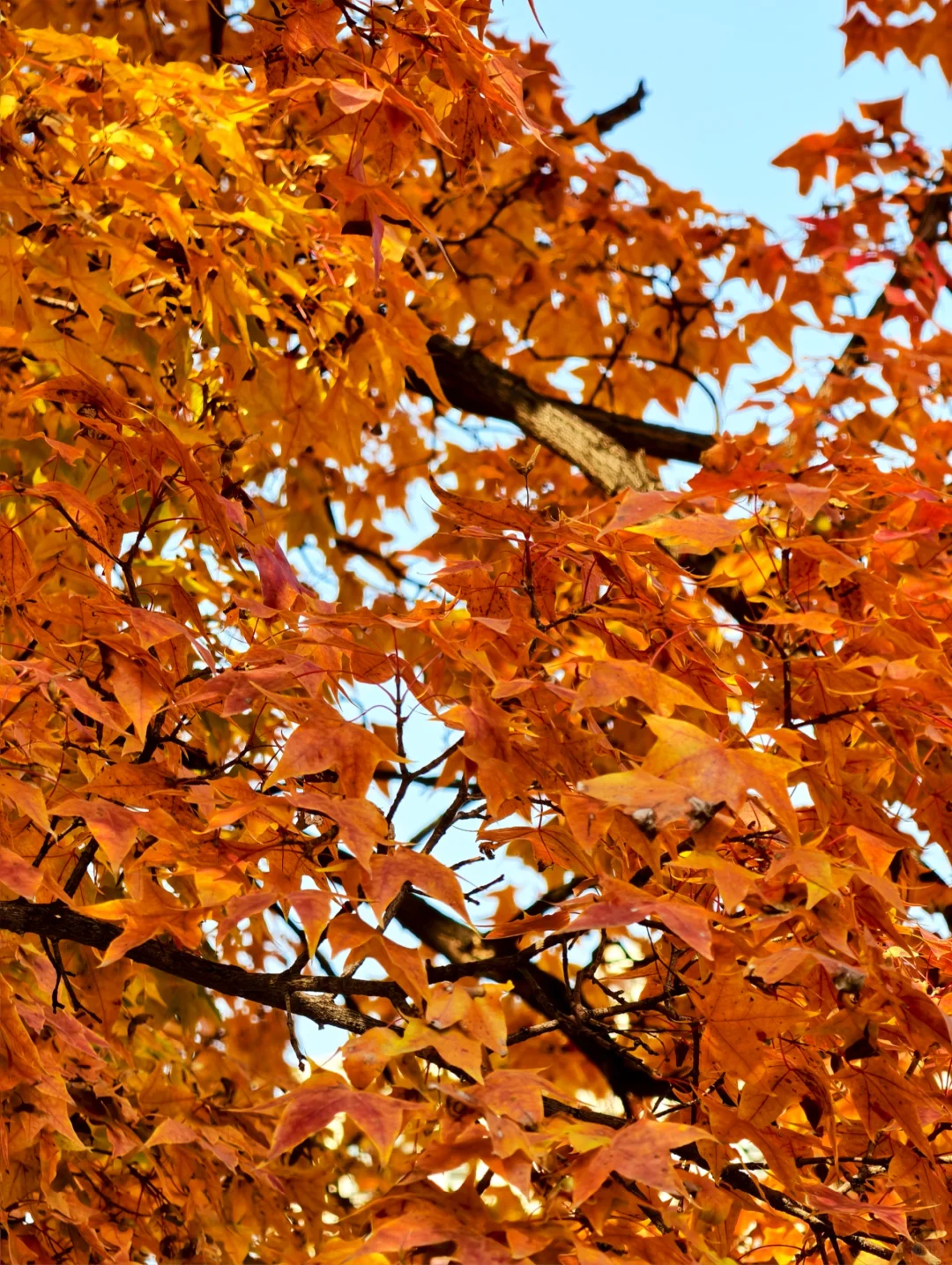 📍廊坊枫叶大道🍁11.4绝美live实况☀️