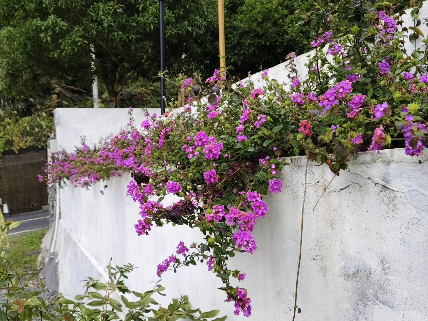 重庆2h直达金佛山山顶｜银杏叶黄了，等下雪