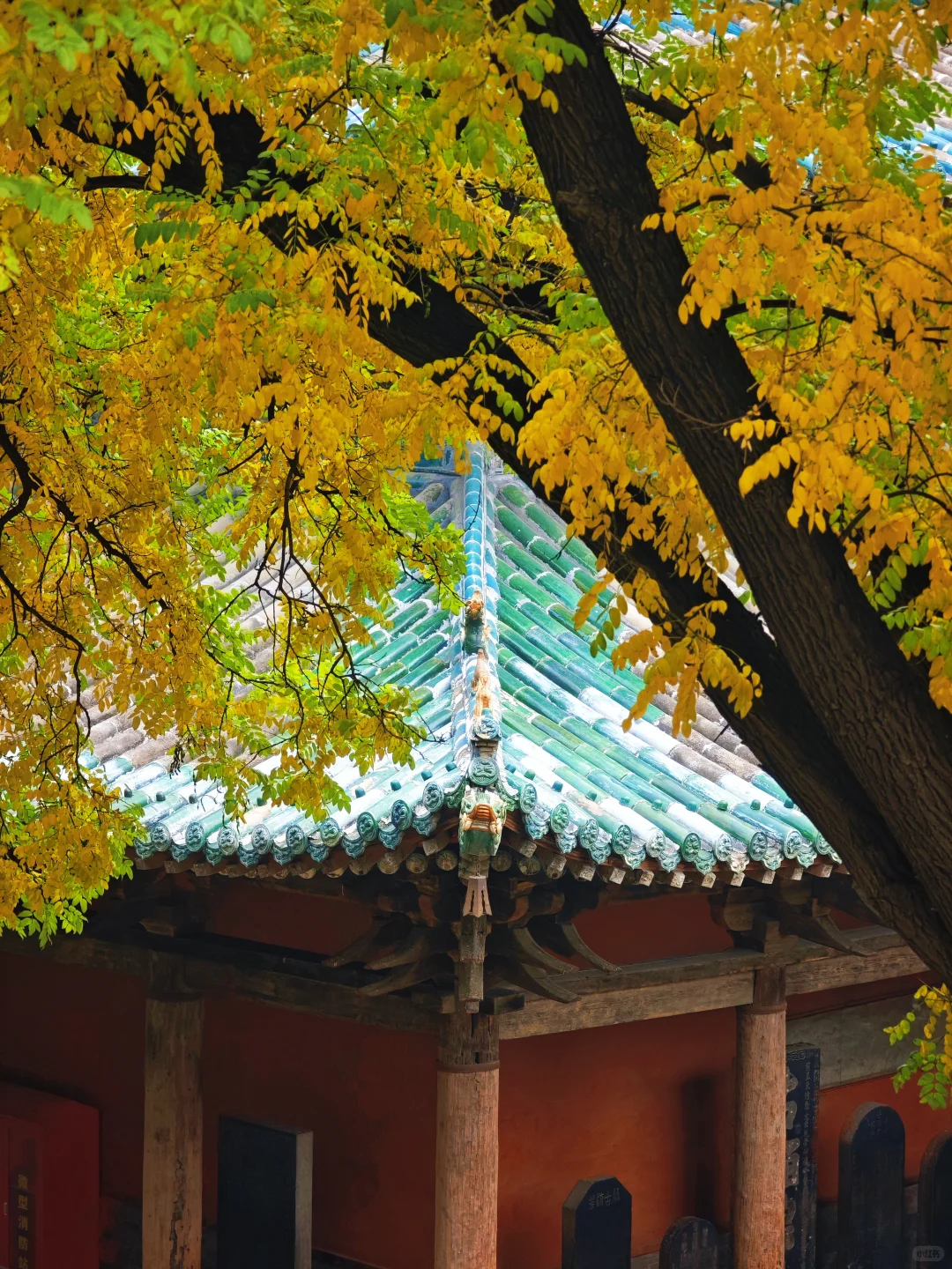 晋祠公园的水杉美疯了