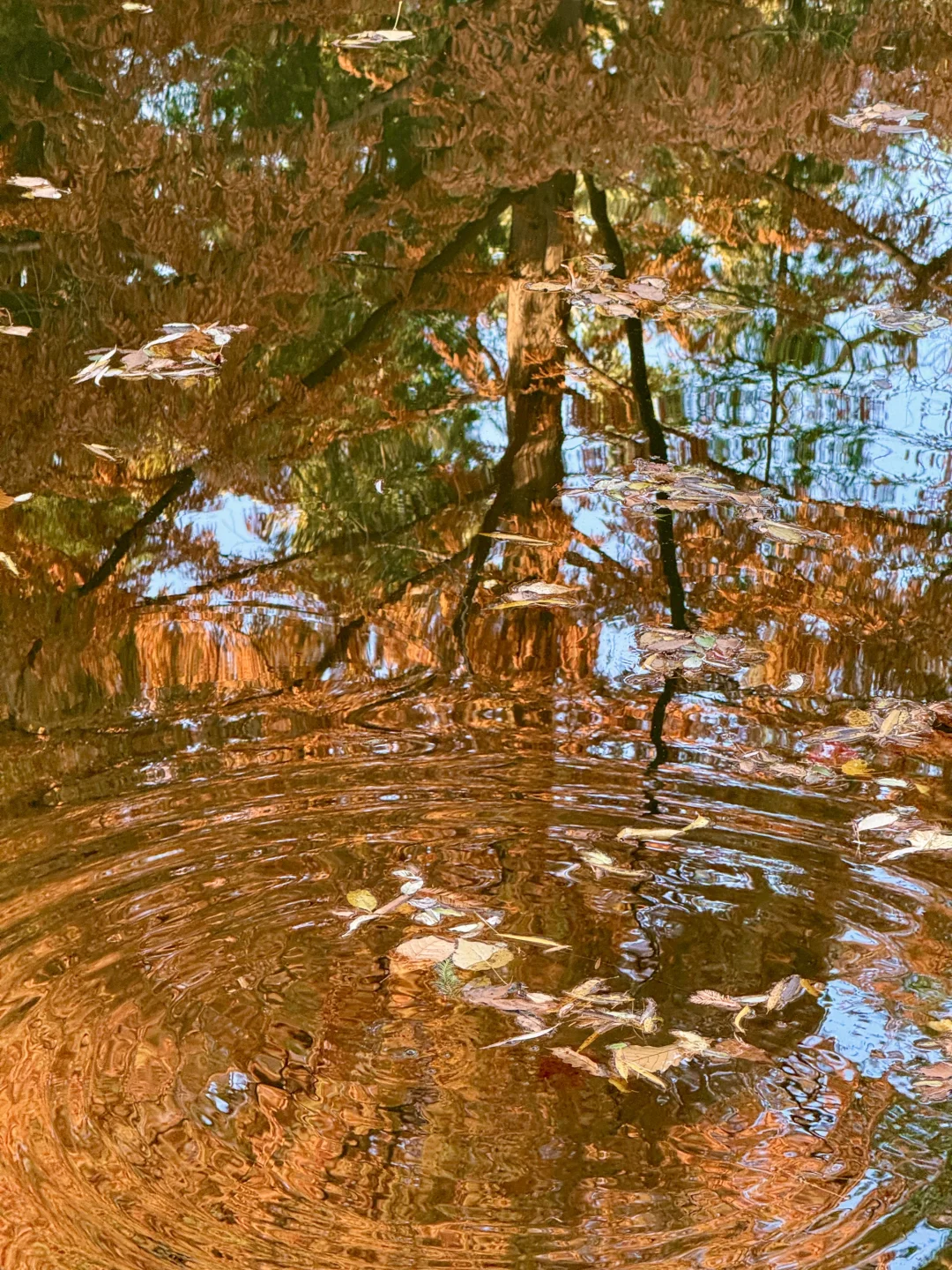 11.5实况！！颐和园油画般的秋景！杀疯了！🍂🍁