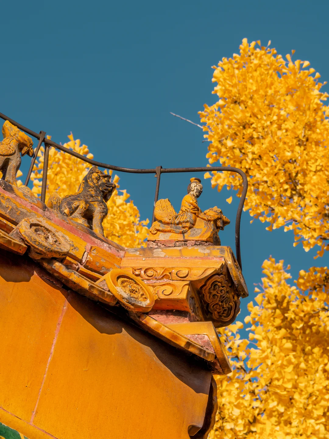 接下来的故宫，是一眼千年红墙金叶的秋🍂