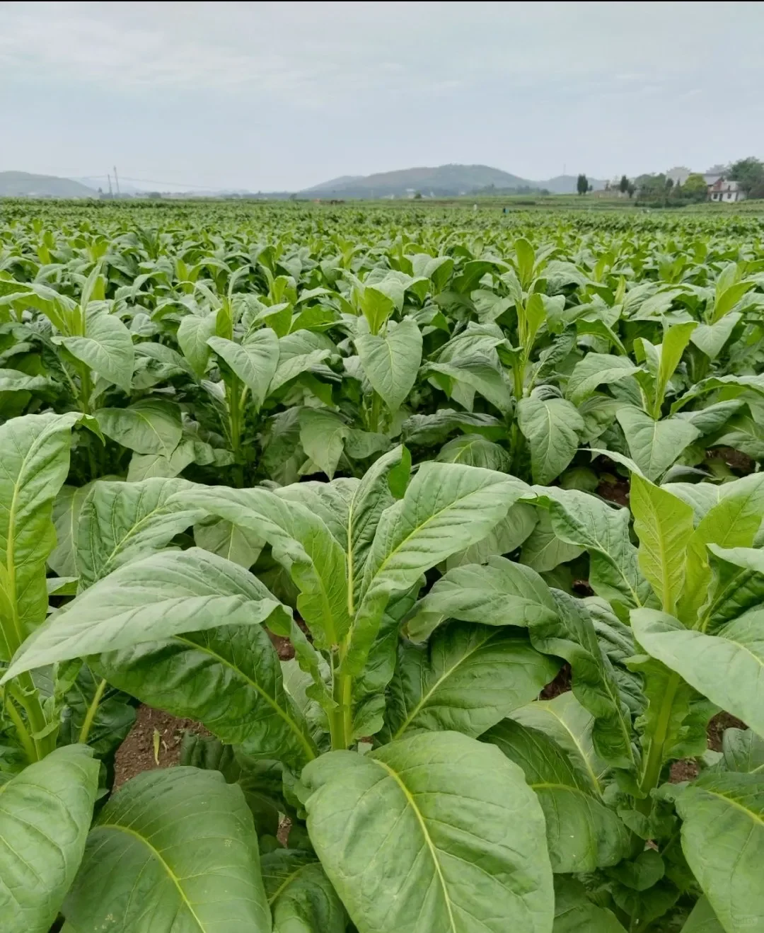 金叶飘叶飘香四百载芙蓉王身后的“湖湘黄金
