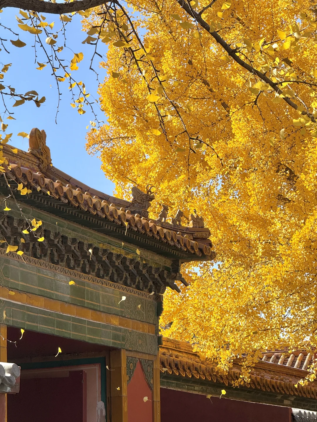 11.9 Live|每一次都会被落银杏的故宫惊艳到