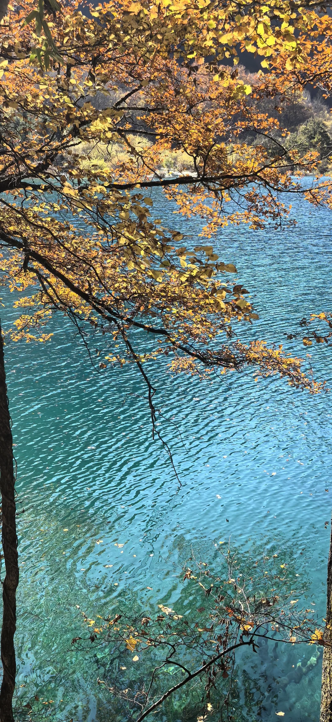 11.11九寨沟树正沟实况