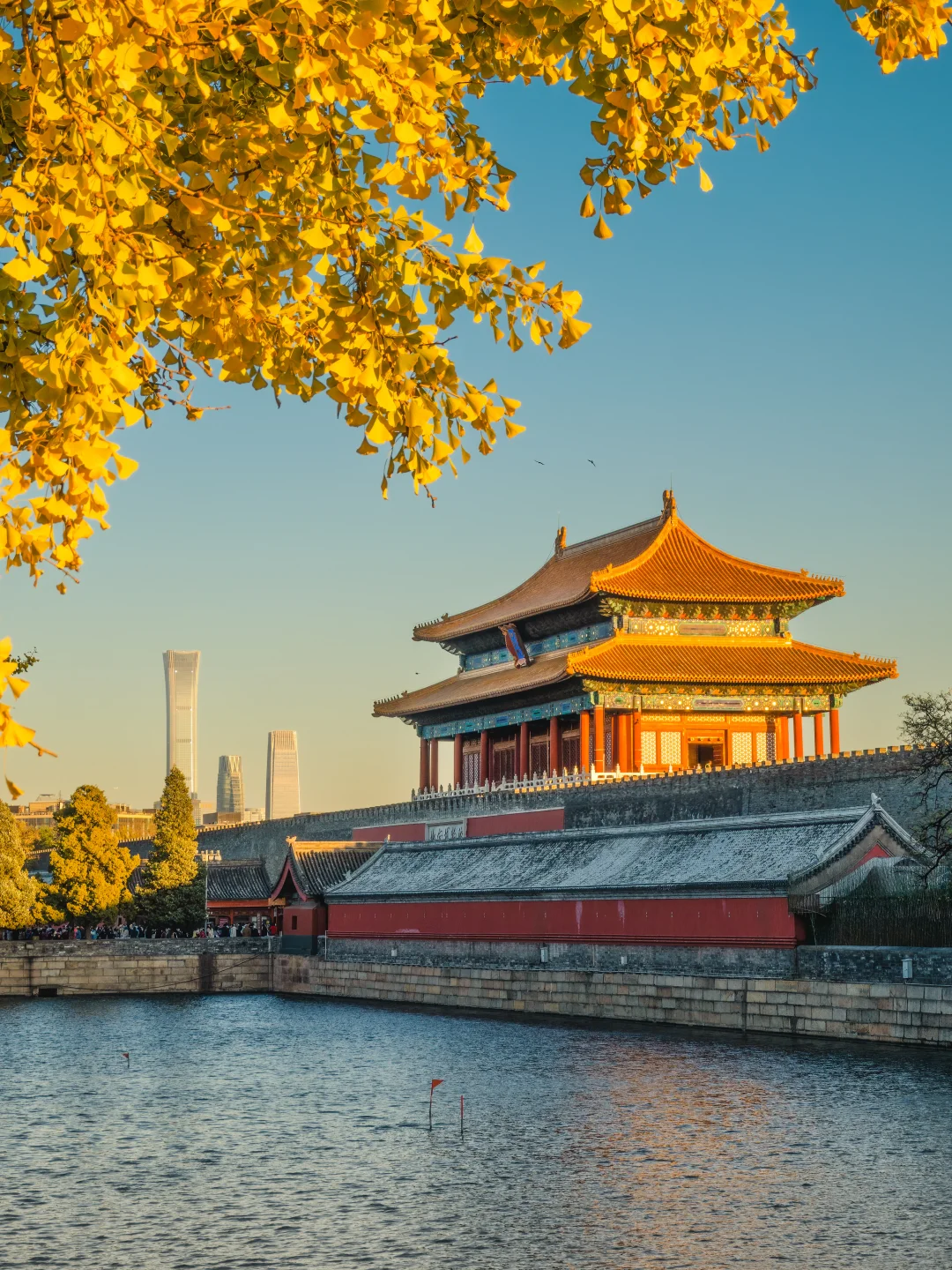 接下来的故宫，是一眼千年红墙金叶的秋🍂