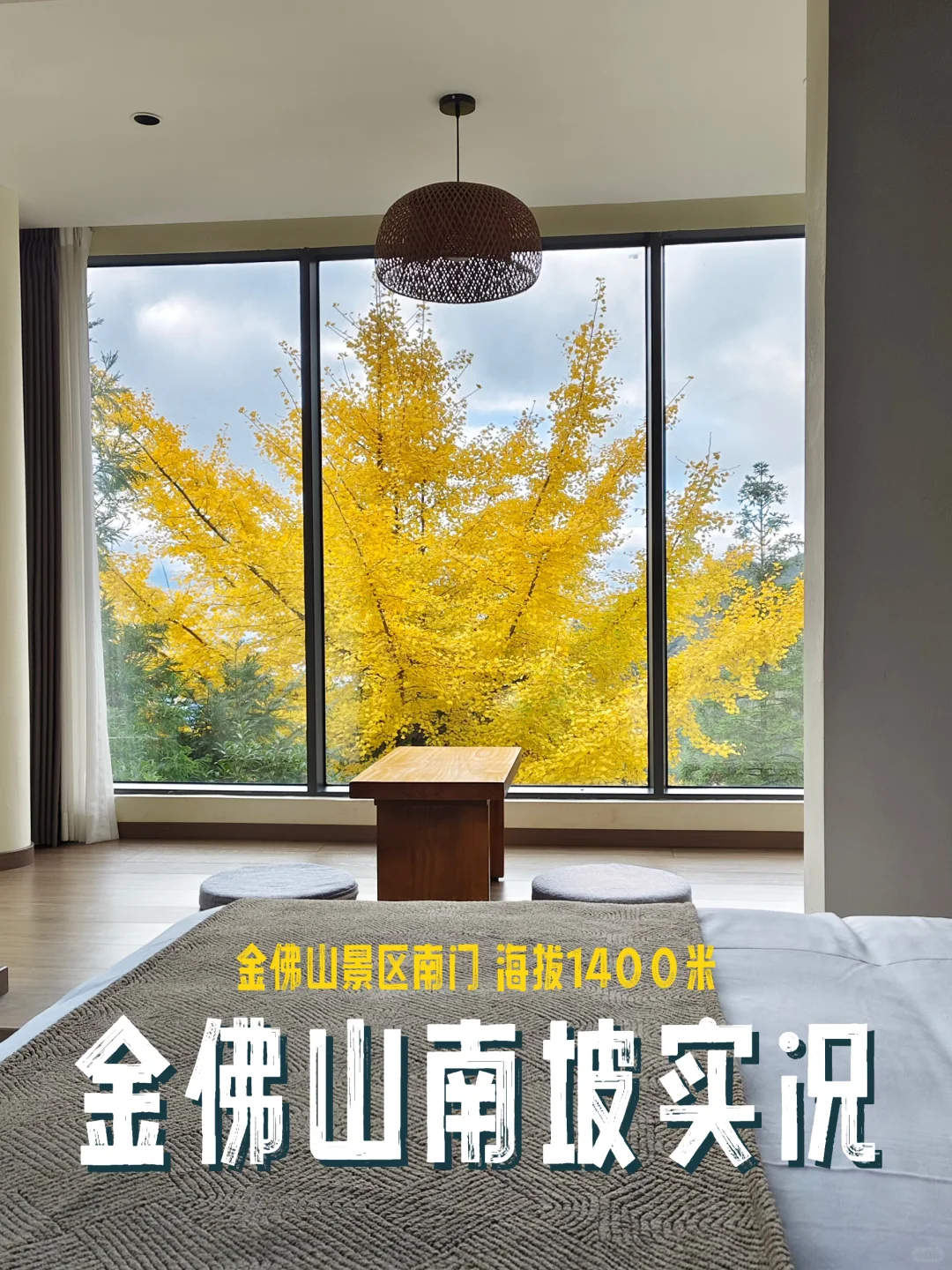 重庆2h直达金佛山山顶｜银杏叶黄了，等下雪