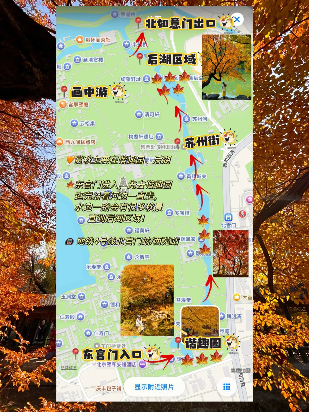 11.5实况！！颐和园油画般的秋景！杀疯了！🍂🍁