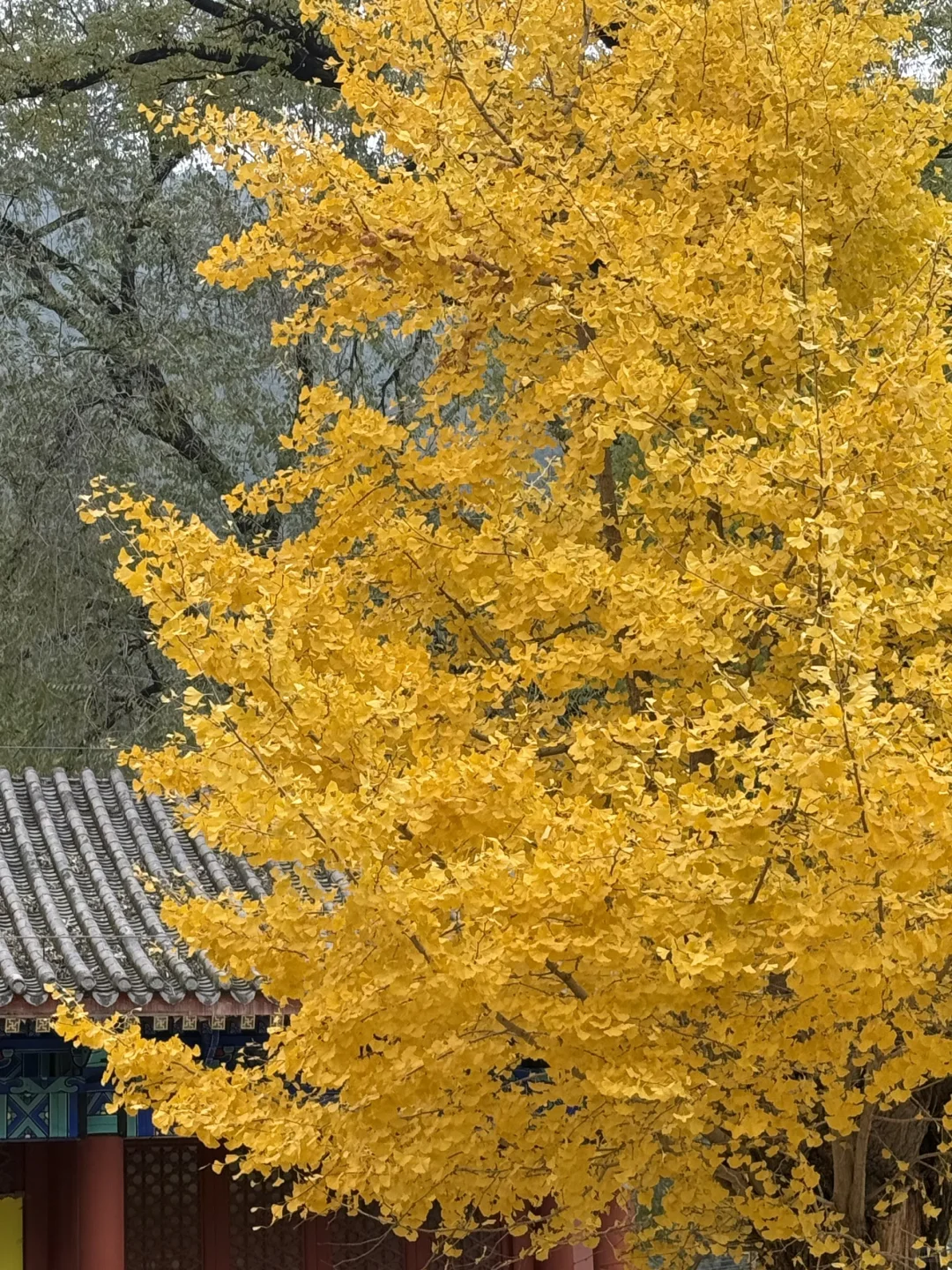 北平的秋🍂