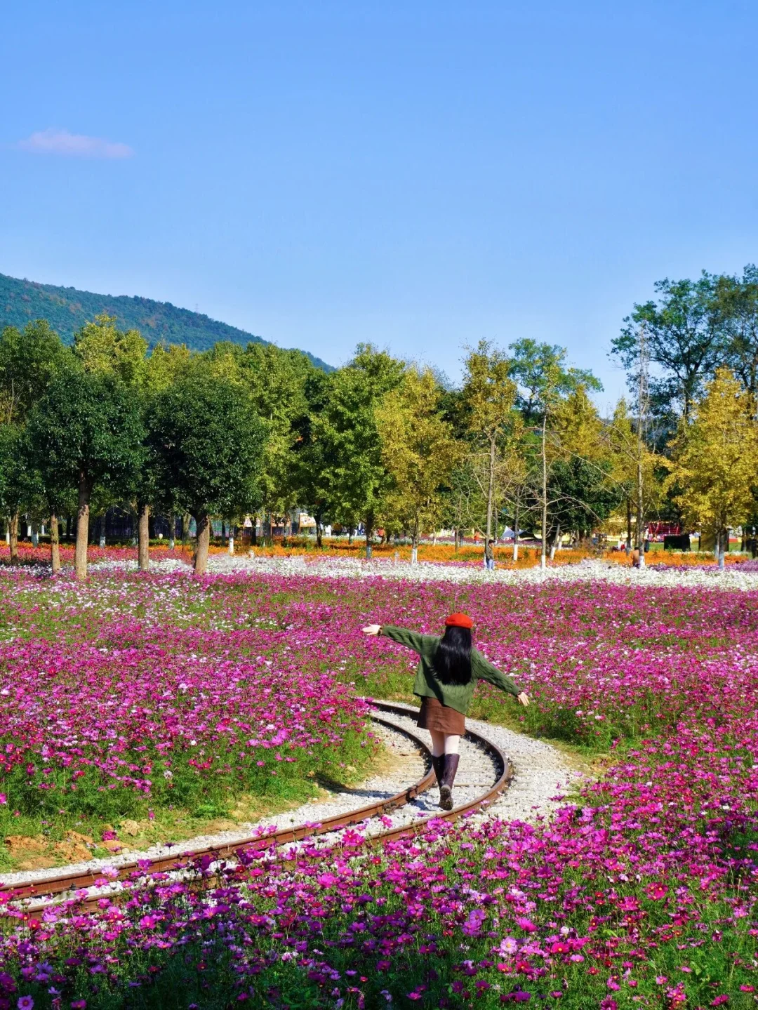 报！！银杏浓度已达100%🍂